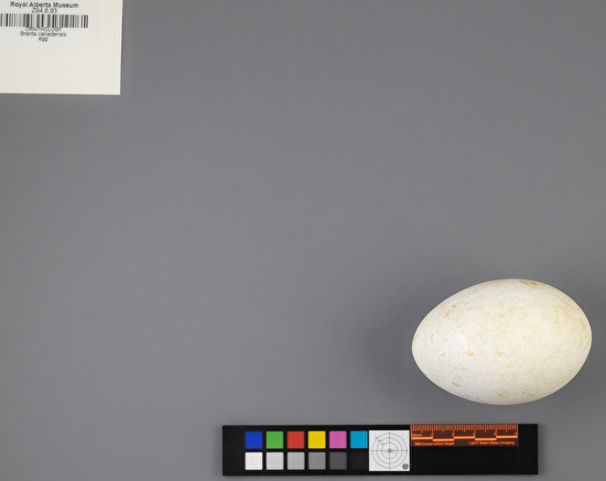 Branta bernicla single egg