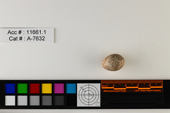 Ammospiza nelsoni  single egg