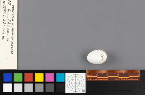 Vireo solitarius single egg