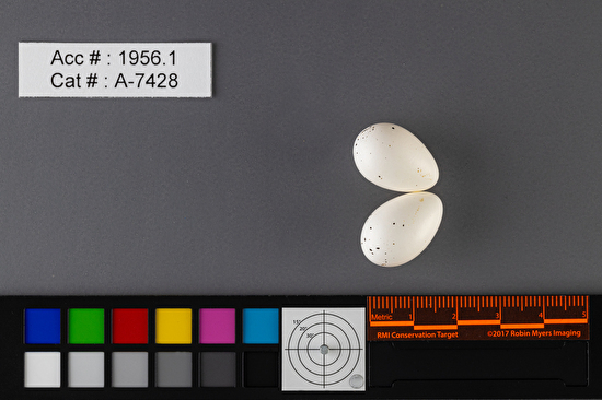 Vireo olivaceus  clutch