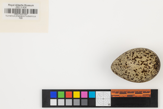 Numenius phaeopus single egg