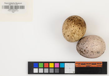 Falco peregrinus clutch