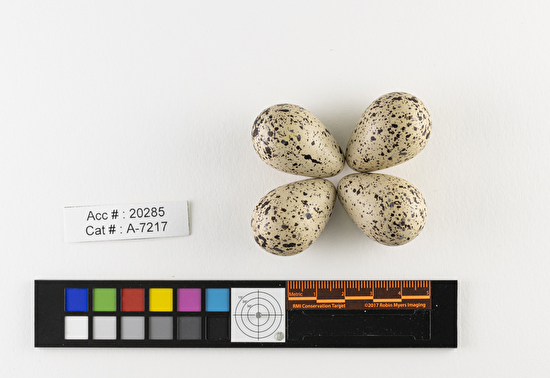 Actitis macularius  clutch