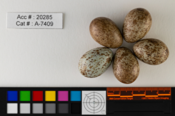 Perisoreus canadensis  clutch