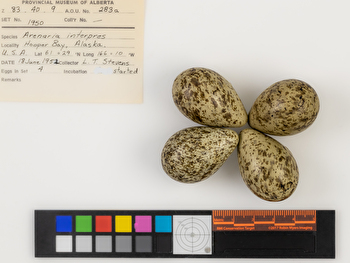 Arenaria interpres clutch