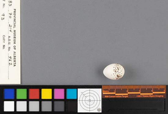Contopus sordidulus single egg