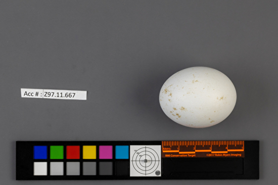 Circus hudsonius single egg