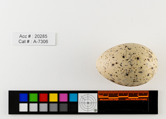 Hydroprogne caspia  single egg