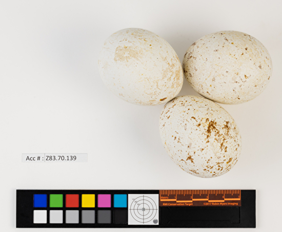 Buteo swainsoni clutch