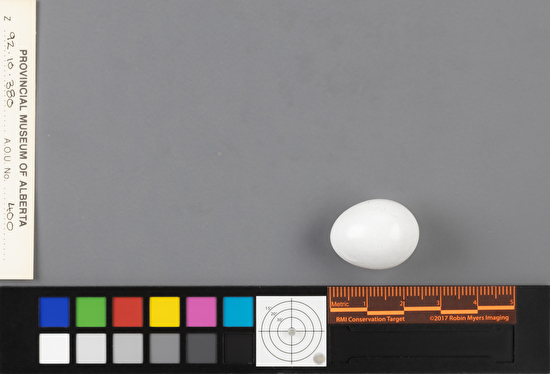 Picoides arcticus single egg