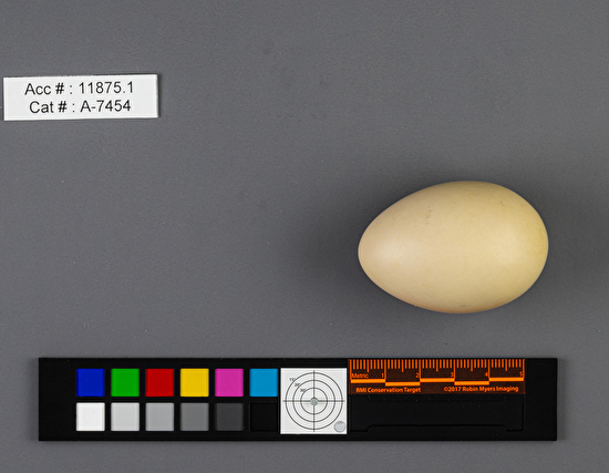 Anas acuta  single egg