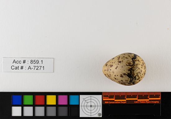 Gallinago delicata  single egg