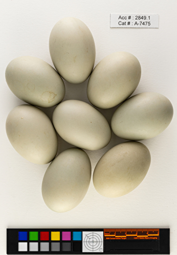 Bucephala clangula  clutch