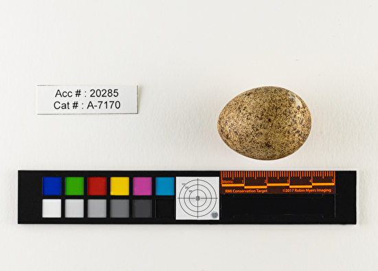 Falco columbarius  single egg