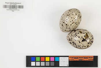 Haematopus bachmani clutch