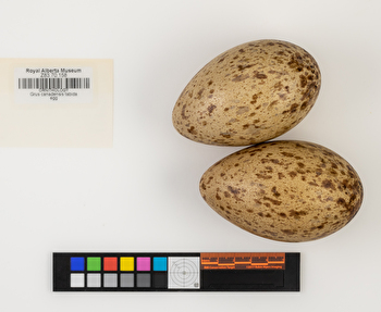 Antigone canadensis clutch