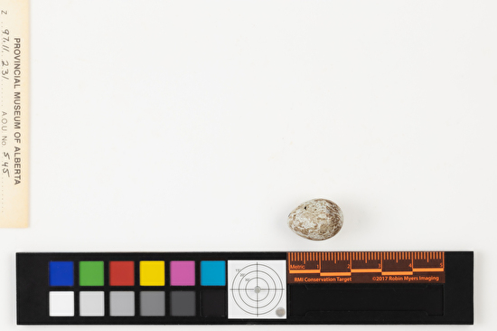 Centronyx bairdii single egg