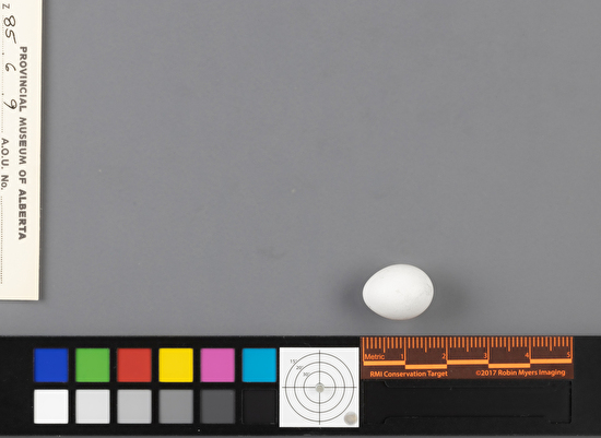 Empidonax hammondii single egg