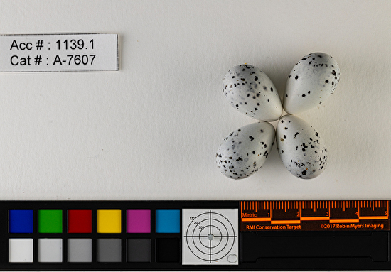 Bombycilla cedrorum  clutch