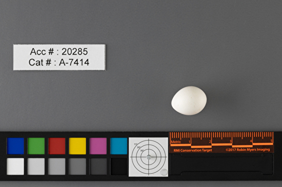 Empidonax minimus  single egg