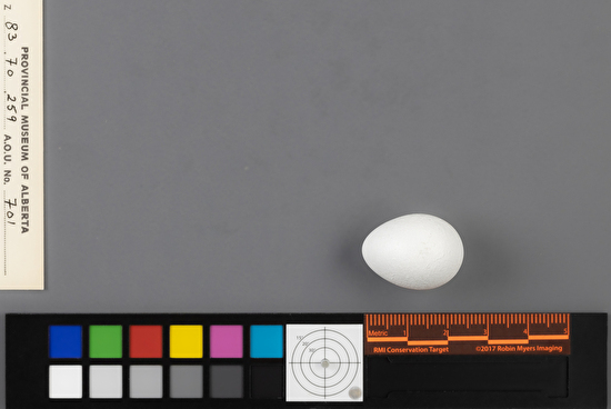 Cinclus mexicanus single egg