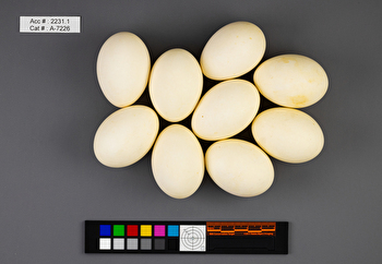 Mareca strepera  clutch