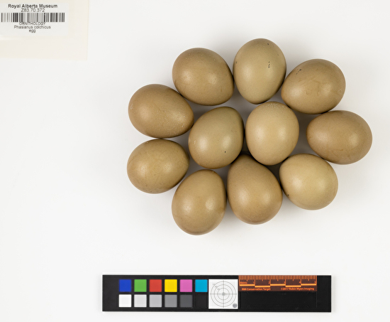 Phasianus colchicus clutch