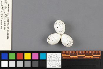 Vireo solitarius clutch