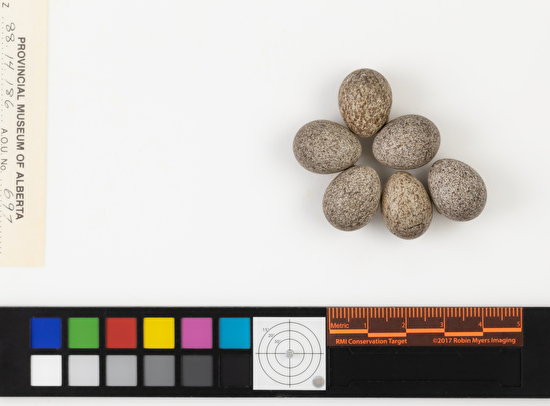 Anthus rubescens clutch