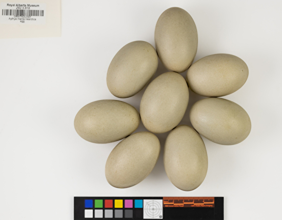 Aythya marila clutch