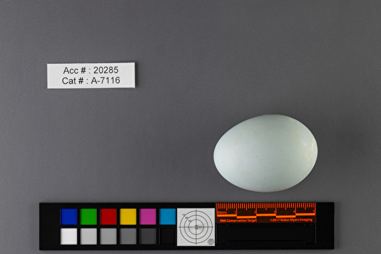 Nycticorax nycticorax  single egg