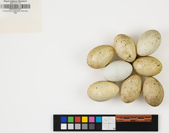 Podilymbus podiceps clutch