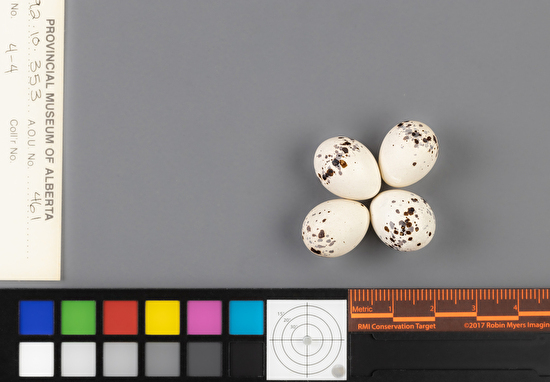 Contopus virens clutch