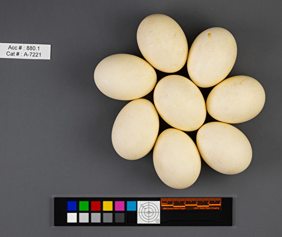 Mareca americana  clutch