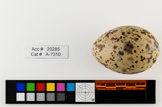 Larus argentatus  single egg