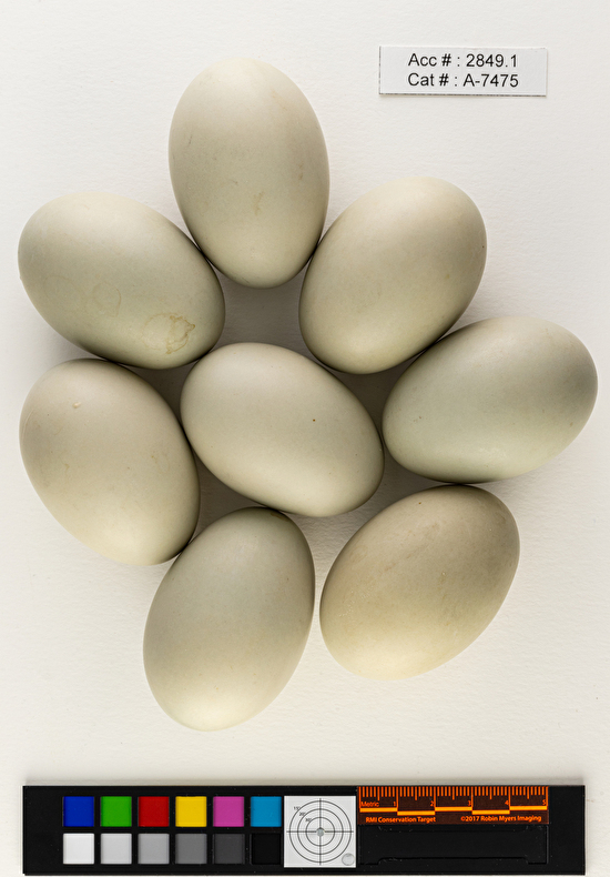 Bucephala clangula  clutch