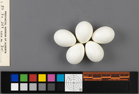 Cinclus mexicanus clutch