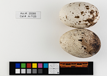 Cathartes aura  clutch