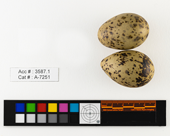 Chroicocephalus philadelphia  clutch