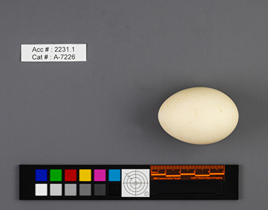 Mareca strepera  single egg