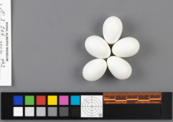 Sphyrapicus nuchalis clutch