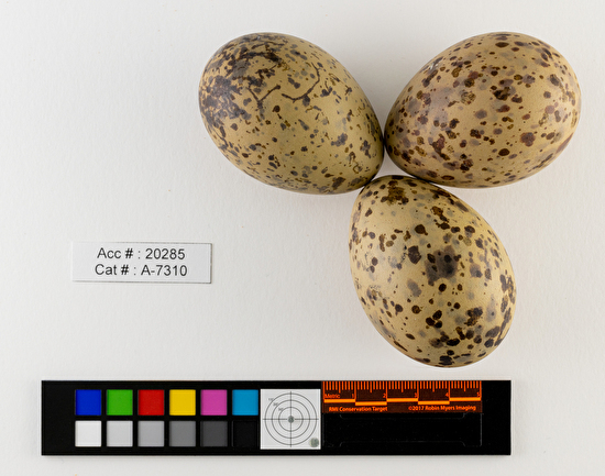 Larus argentatus  clutch