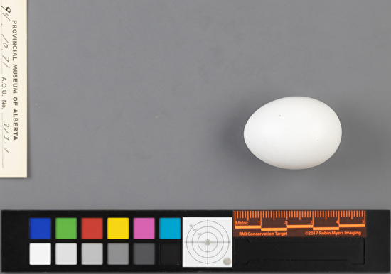 Columba livia single egg