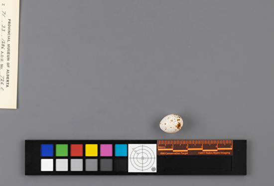 Certhia americana single egg