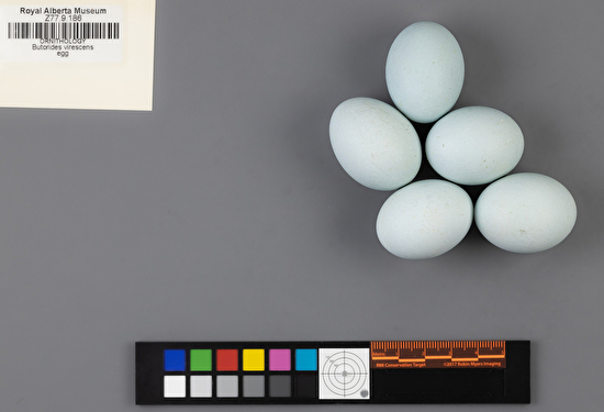 Butorides virescens clutch