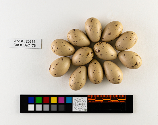 Porzana carolina  clutch