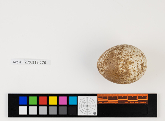 Buteo platypterus single egg