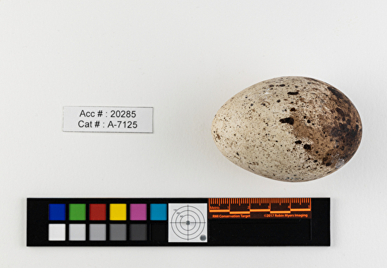 Cathartes aura  single egg