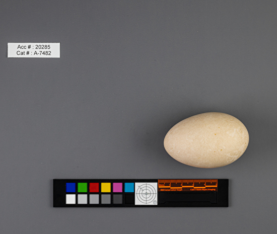 Melanitta deglandi  single egg