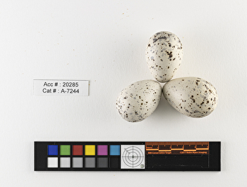 Bartramia longicauda  clutch